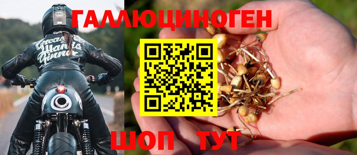 Галлюциногенные грибы Psilocybe Бугуруслан